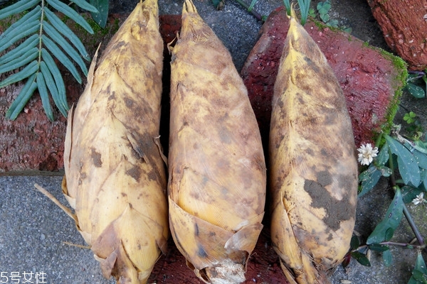 冬笋是怎样的,找冬笋的技巧有哪几种