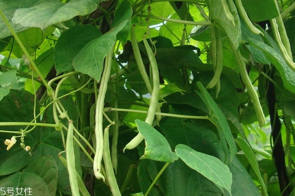 食用四季豆的注意事项,四季豆食用禁忌