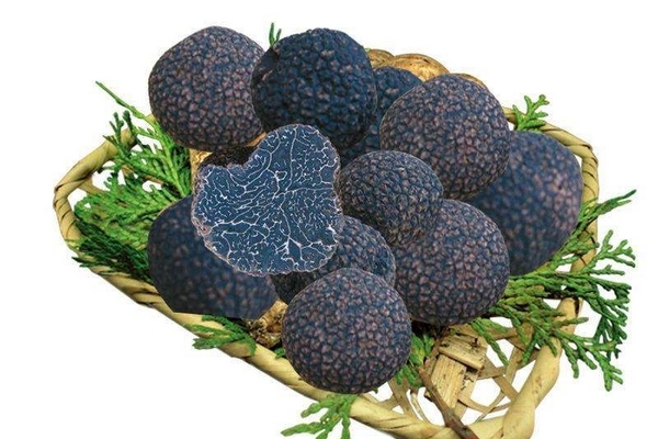 黑松露和白松露的区别,黑松露怎么生长的