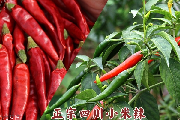辣椒小知识,辣椒小知识点