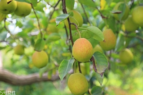 吃雪梨的禁忌,雪梨的功效和禁忌