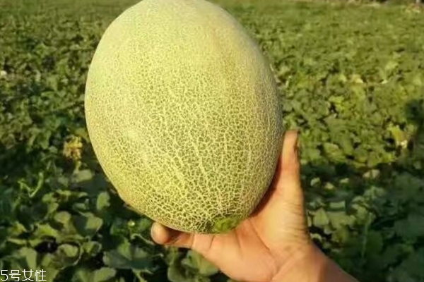 吃哈密瓜的好处和坏处,哈密瓜可以多吃吗