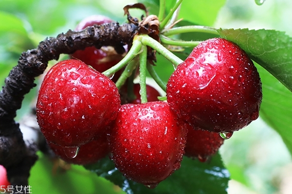 车厘子食用价值,车厘子营养价值