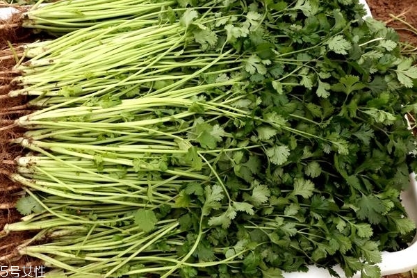 香菜小知识,香菜的吃法有几种