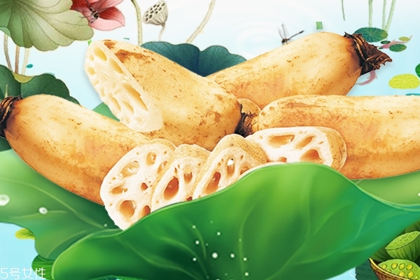 莲藕小知识,莲藕小知识大世界