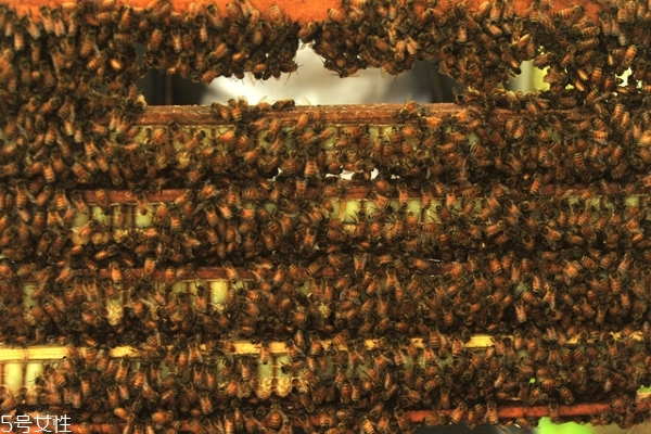 蜂王浆的食用方法和用量,蜂王浆的食用方法及注意事项