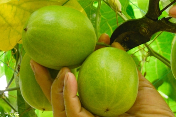 罗汉果小知识,罗汉果什么用