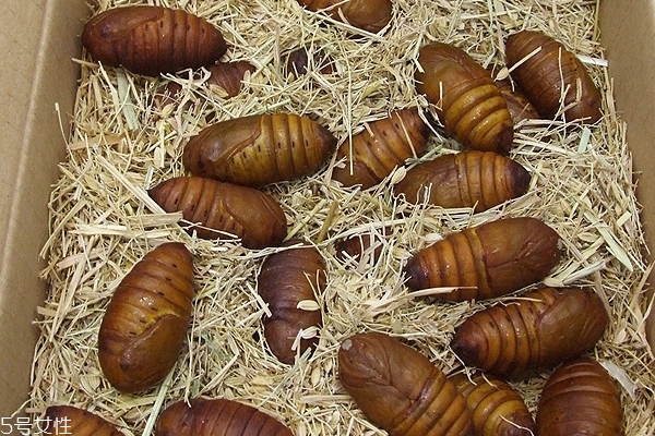 蚕蛹的食用禁忌,蚕蛹的食用价值和禁忌 蚕蛹的食用禁忌,蚕蛹的食用价值和禁忌