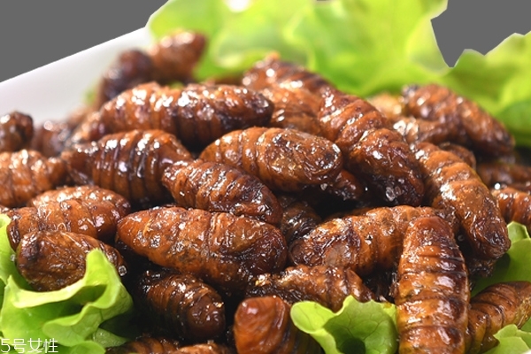 蚕蛹小知识,什么是蚕蛹