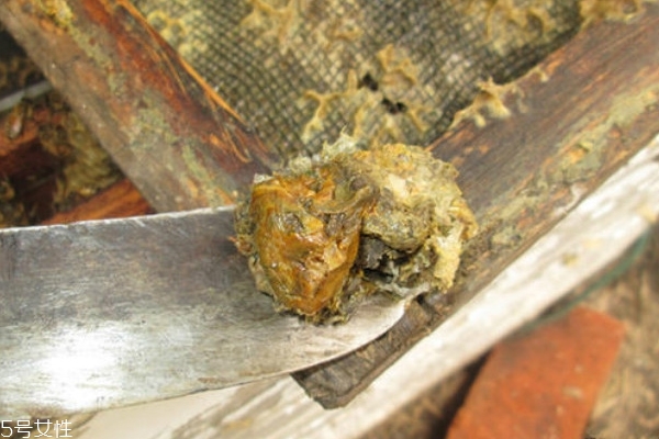 蜂胶有什么用,蜂胶的食用 蜂胶有什么用,蜂胶的食用