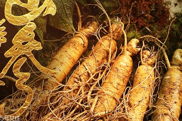 如何分辨野山参,什么是野山参 如何分辨野山参,什么是野山参