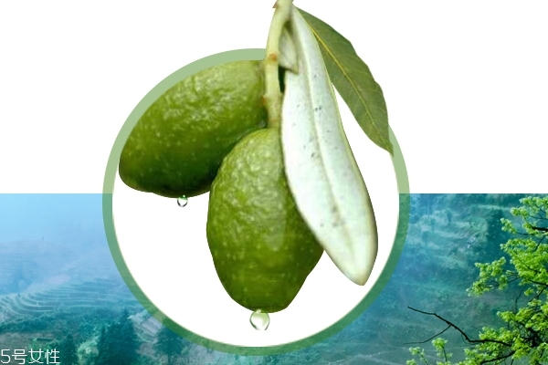 胖大海不宜服用人群,胖大海可用于