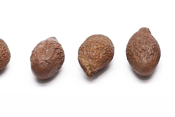 胖大海的功效和作用,胖大海的功效和作用泡水喝的功效