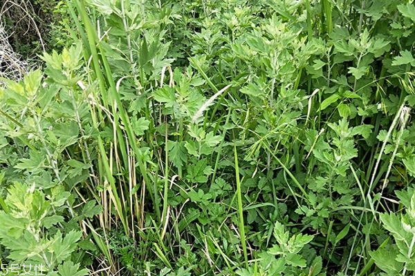 艾叶的功效和主治,艾叶的功效和作用 艾叶的功效和主治,艾叶的功效和作用