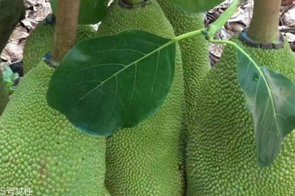 没熟的菠萝蜜打开了怎么办,未熟的菠萝蜜切开了怎么办