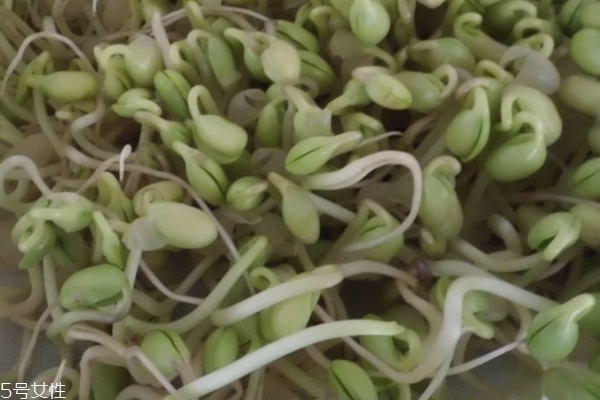 豆芽的分类,豆芽的分类方式有哪些