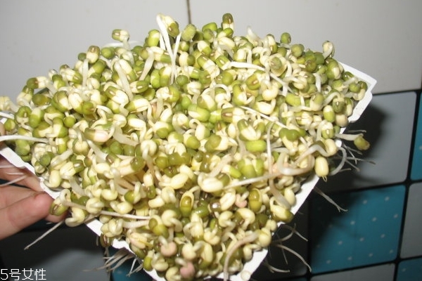 黄豆芽怎么发豆芽的步骤,黄豆芽怎么发最快又好