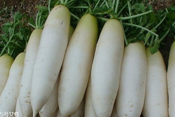 白萝卜的养生功效,白萝卜的功效和营养
