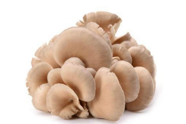 蘑菇小知识,蘑菇小知识文字加简单绘画