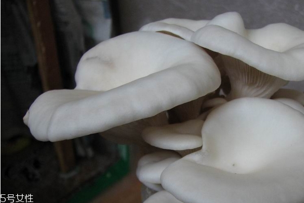 吃蘑菇后胃不舒服是中毒吗,急性肠胃炎能吃蘑菇吗 吃蘑菇后胃不舒服是中毒吗,急性肠胃炎能吃蘑菇吗