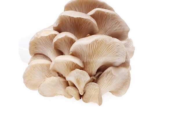 蘑菇小知识,蘑菇小知识文字加简单绘画