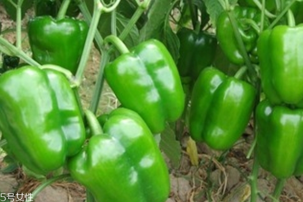 青椒的食用价值,青椒的营养价值