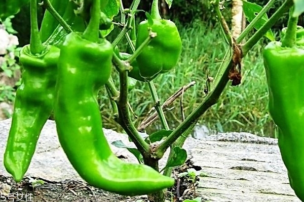 青椒怎么处理不辣,青椒怎么处理不辣手 青椒怎么处理不辣,青椒怎么处理不辣手