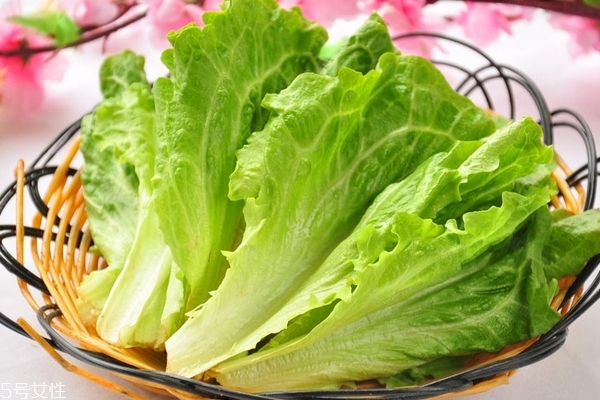 生菜小知识,什么是生菜