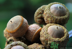 壮阳果泡水喝的功效和作用(壮阳果泡水喝的功效和作用)