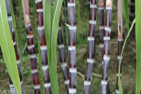 甘蔗的主要品种,甘蔗品种介绍