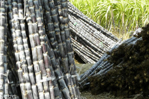甘蔗小知识,甘蔗的知识