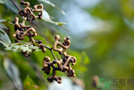 万寿果泡酒要多久(万寿果泡酒要多久才开封)