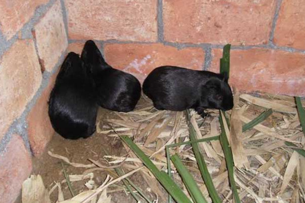 豚鼠公母怎么分辨,河豚怎样分辨公母 豚鼠公母怎么分辨,河豚怎样分辨公母