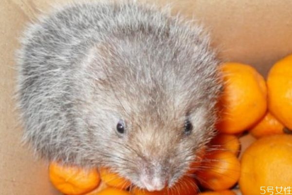 黑豚的营养价值和功效,黑豚吃什么