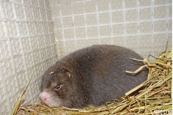 竹鼠皮毛的用途,竹鼠怎么去毛啊