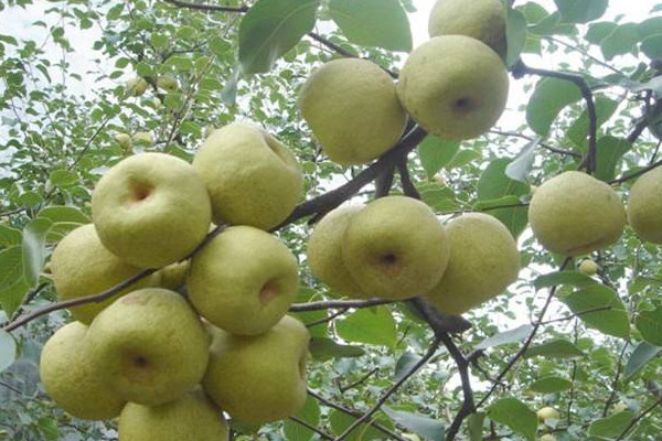 砀山梨炖冰糖的做法,砀山梨炖冰糖的功效 砀山梨炖冰糖的做法,砀山梨炖冰糖的功效