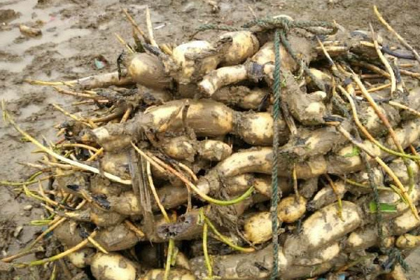 红花藕和白花藕有什么区别,红藕和白藕的区别是什么