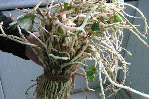 折耳根的功效和作用及禁忌、副作用,折耳根的功效和作用及食用方法