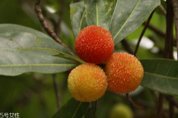 杨梅怎么吃比较正确,杨梅咋吃好