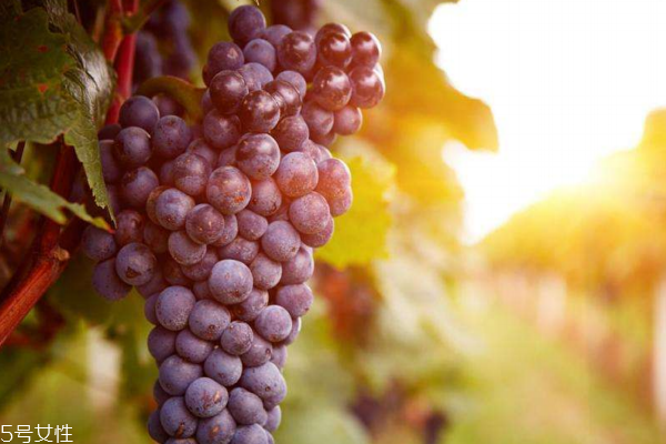 葡萄的药用价值和功效,葡萄的药用价值和营养价值