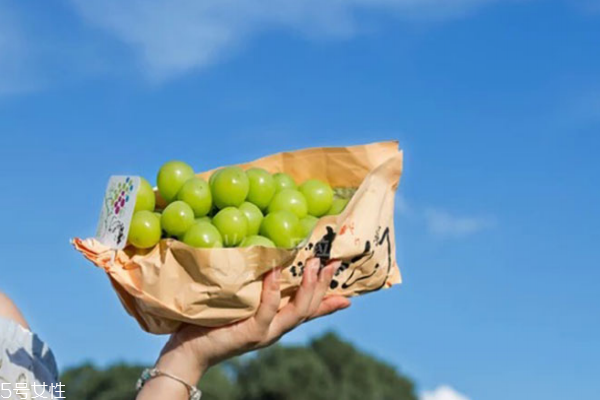 葡萄小知识,葡萄小知识的手抄报 葡萄小知识,葡萄小知识的手抄报