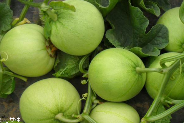 香瓜的种类,香瓜的种类及图片名称