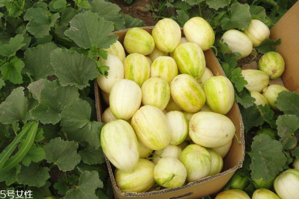 香瓜小知识,什么是香瓜