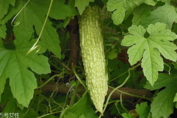 苦瓜能清热解毒吗,苦瓜炖什么清热解毒去火