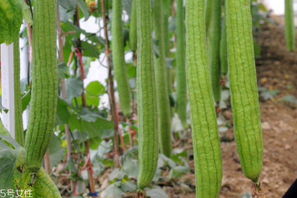 儿童吃丝瓜有什么好处,咳嗽吃丝瓜有什么好处