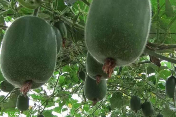 冬瓜如何储存能放时间长,冬瓜储存方法