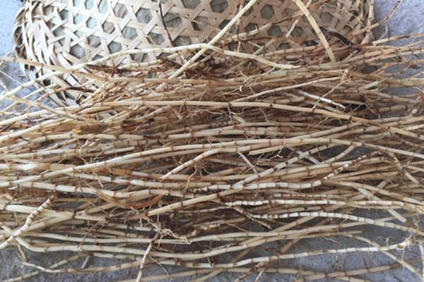 茅草根有什么副作用(茅草根有什么副作用)