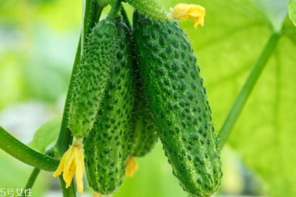 黄瓜的营养价值及功效,黄瓜的营养价值及功效和禁忌