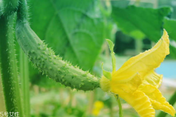 黄瓜的药用价值是什么,黄瓜的药用价值和功能 黄瓜的药用价值是什么,黄瓜的药用价值和功能