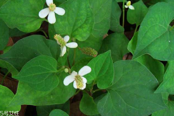 鱼腥草食用方法是这样的,鱼腥草是怎样的